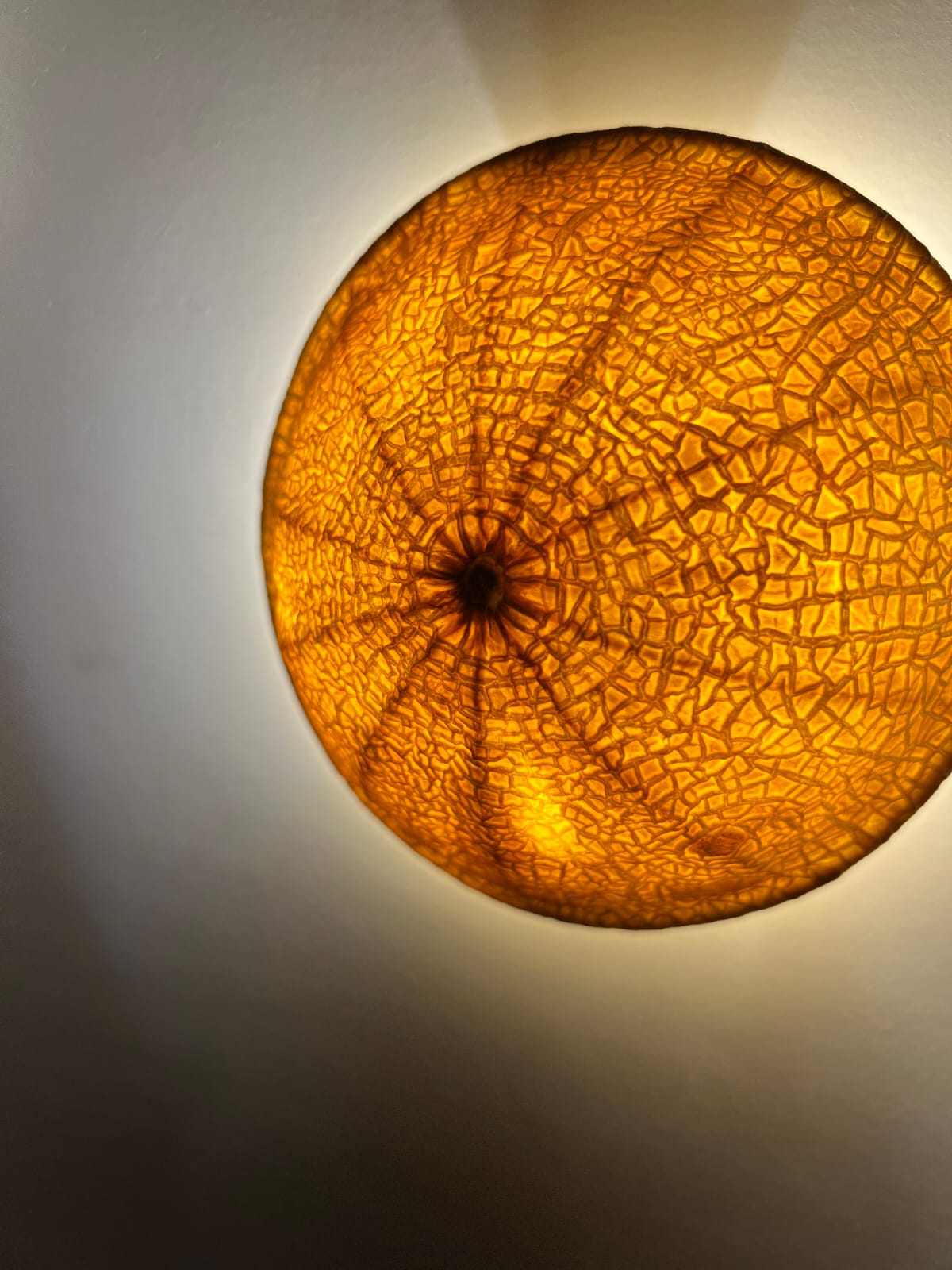 Backlit organic circular form glowing warm amber against a pale wall